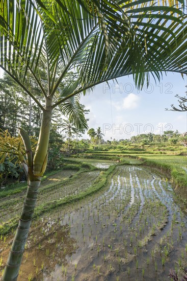 Rice terraces of Jatiluwih