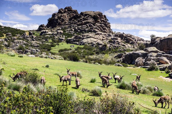 Iberian wild goats