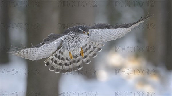 Northern goshawk