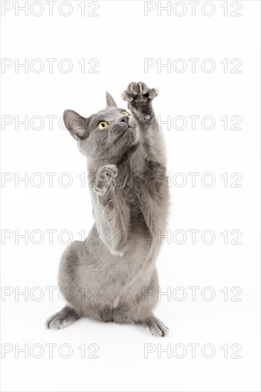 Purebred Cat Russian Blue