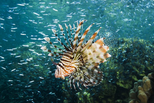 Hunting Red lionfish