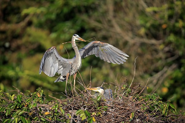 Great blue heron