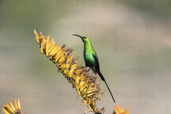 Malachite sunbird