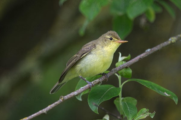 Icterine warbler