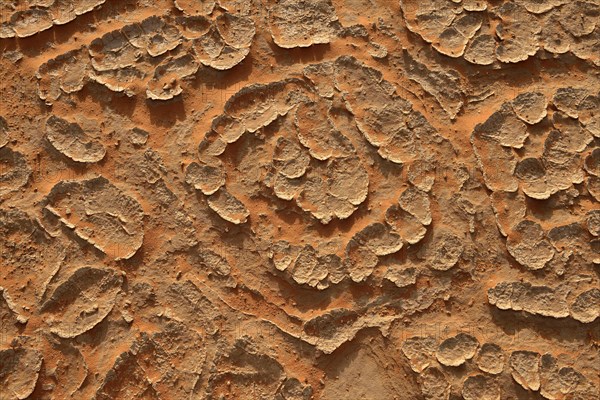 Cracked mud patterns on the playa