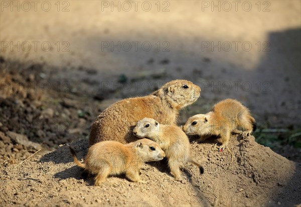 Black-tailed Prairie dog