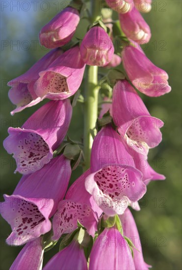 Purple foxglove