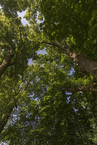 Large ash trees