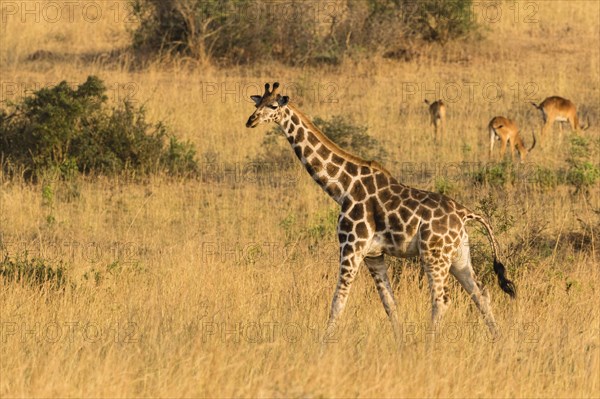 Rothschild giraffe