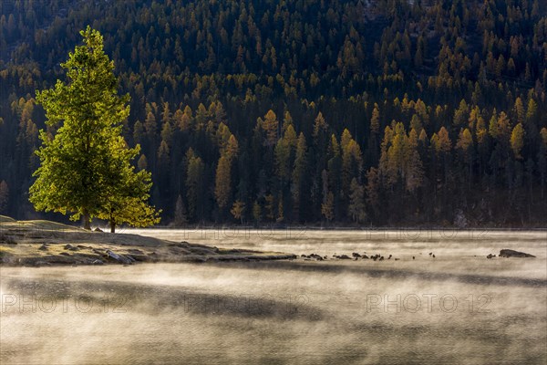 Autumn forest with haze over Lake Silvaplana