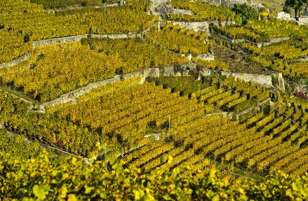 Terrace cultivation