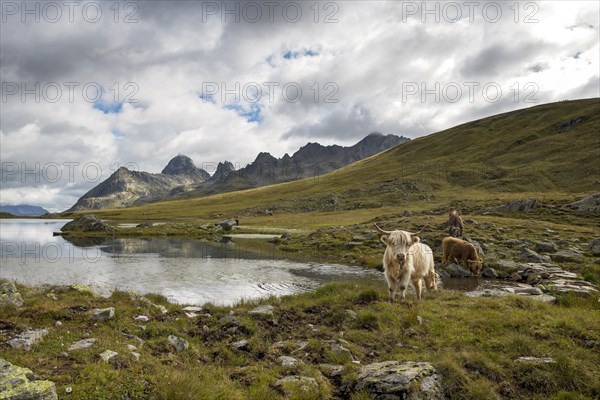 Scottish highland cattle grazing on the Scheidsee