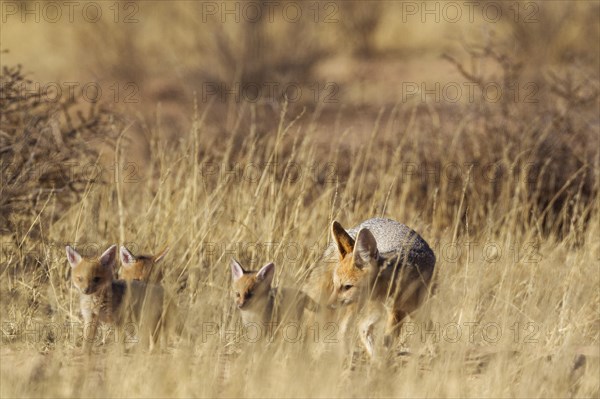 Cape Fox