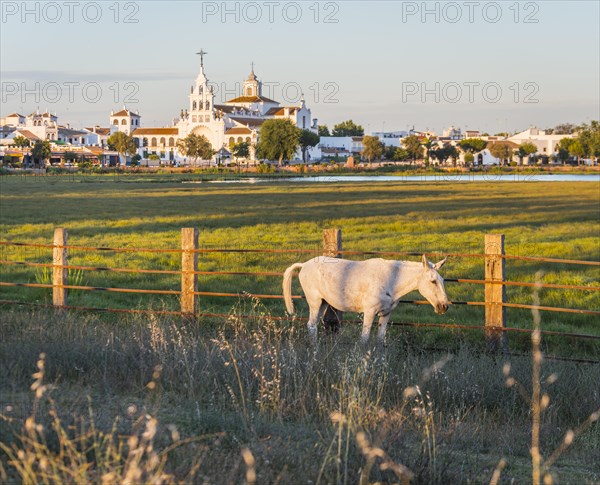 White horse