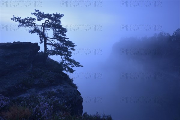 Pine tree growing on a rock