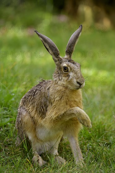 Hare