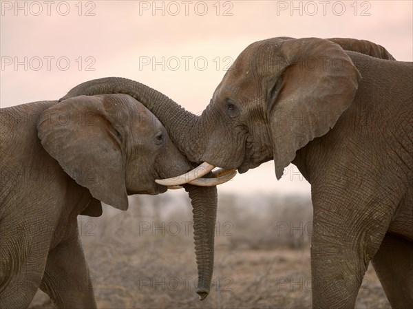 Two African elephants