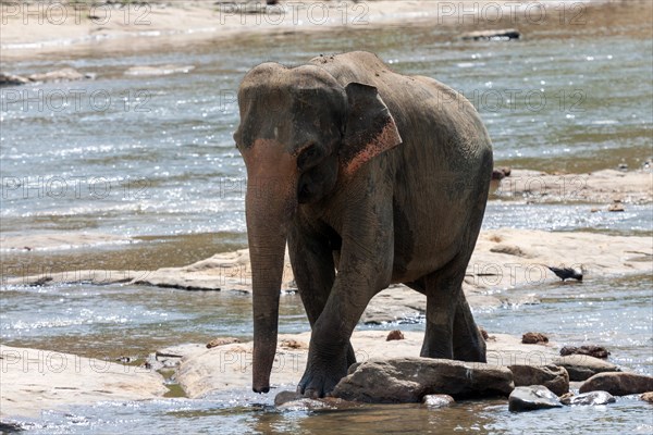 Asian or Asiatic elephant