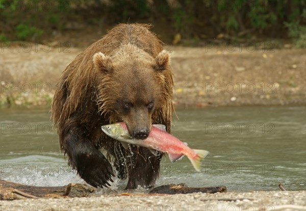 Brown bear