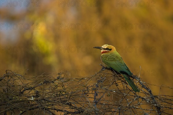 White-fronted bee-eater