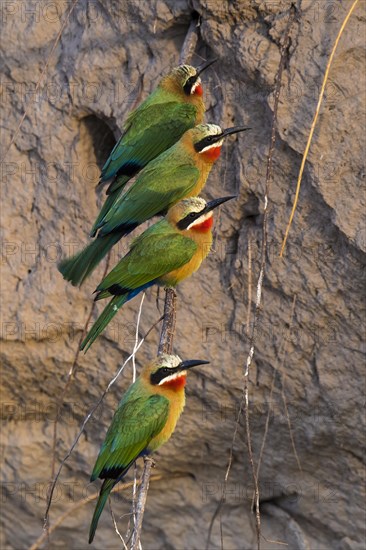 White-fronted bee-eater