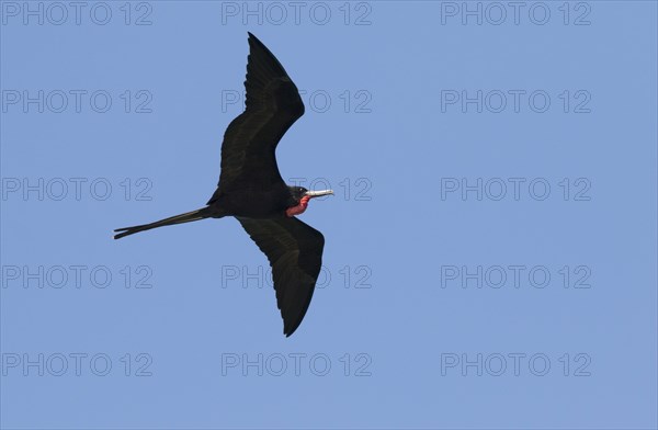 Magnificent frigatebird