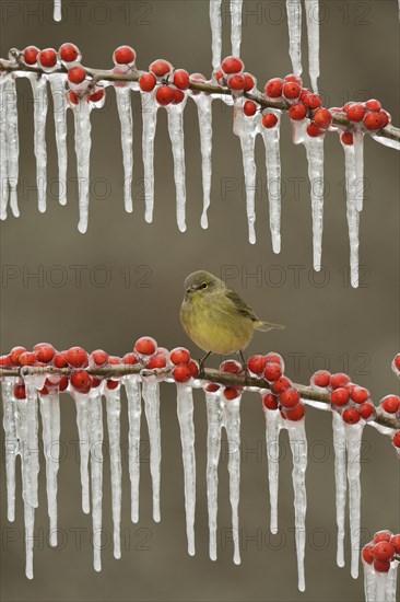 Orange-crowned Warbler