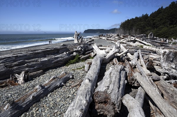 Driftwood at Rialto Beach near La Push