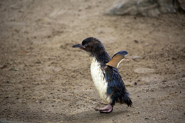 Little penguin