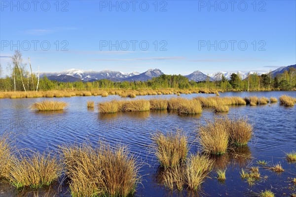 Wet peat ditch with flowering common club-rush