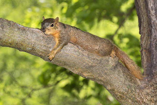 Fox squirrel