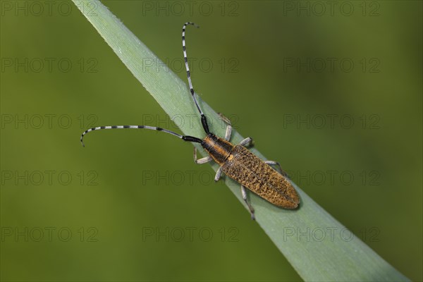 Golden-bloomed grey longhorn bee