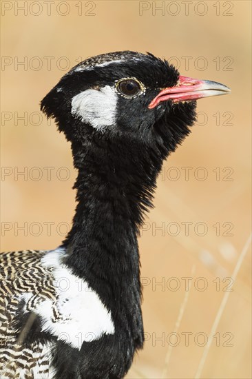 Northern Black Korhaan