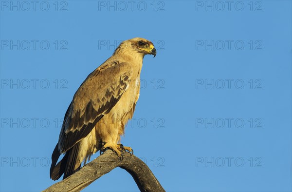 Tawny Eagle