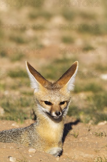 Cape Fox