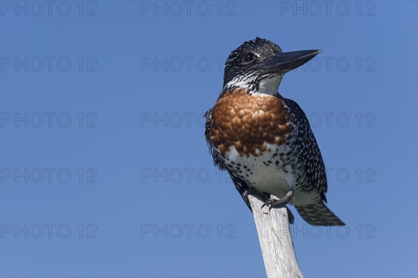 Giant kingfisher