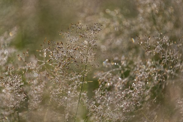 Hairgrass