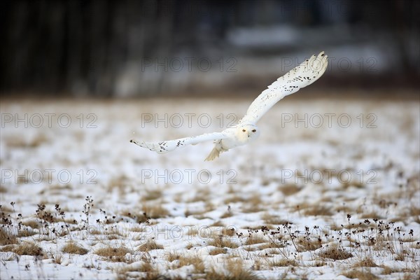 Snowy Owl