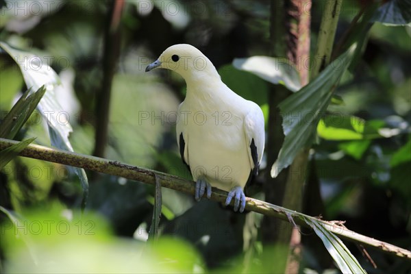 Pied Imperial Pigeon