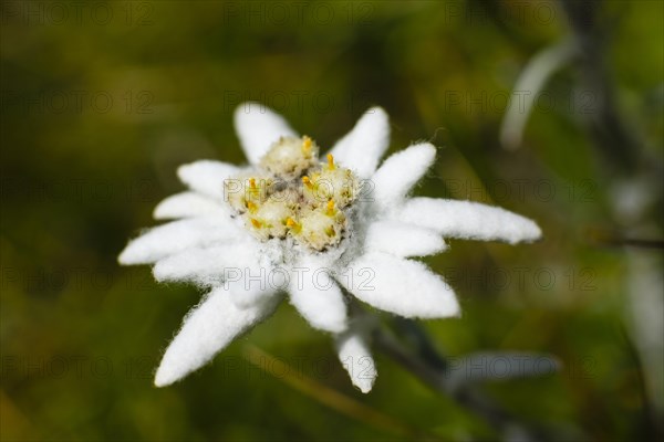 Edelweiss