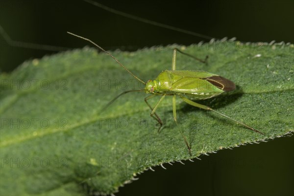 Calocoris affinis