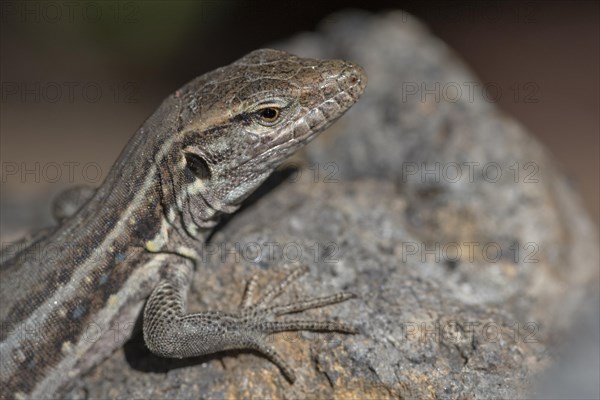 Western Canaries lizard