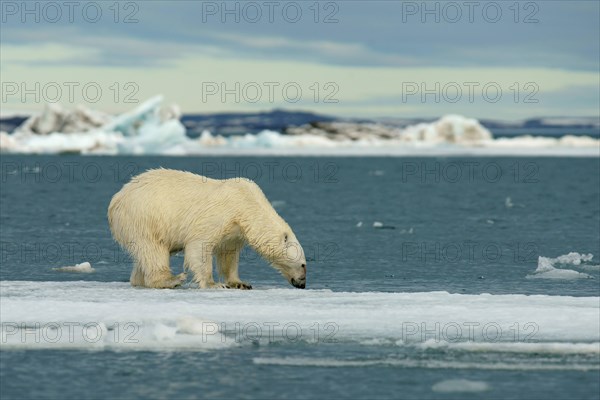 Polar bear