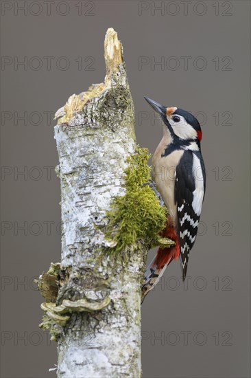 Great Spotted Woodpecker