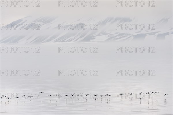 Flock of Thick-billed Murres