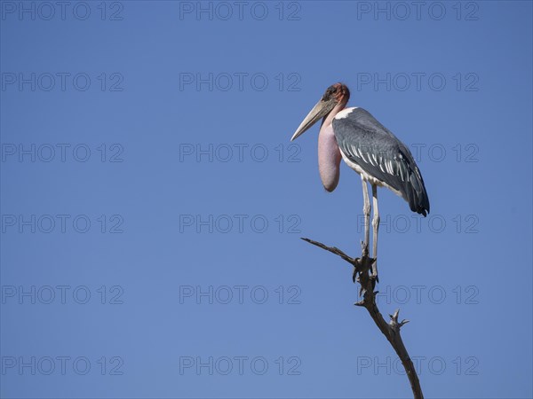 Marabou stork