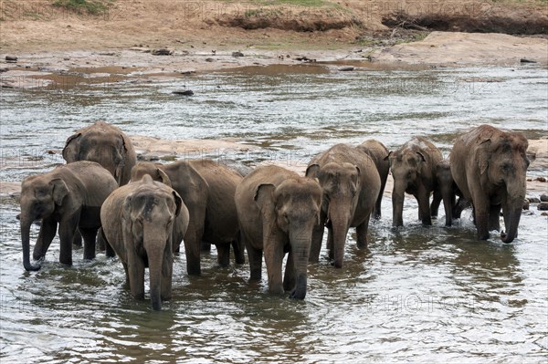 Asian or Asiatic elephants