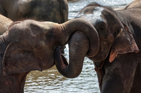 Asian elephants