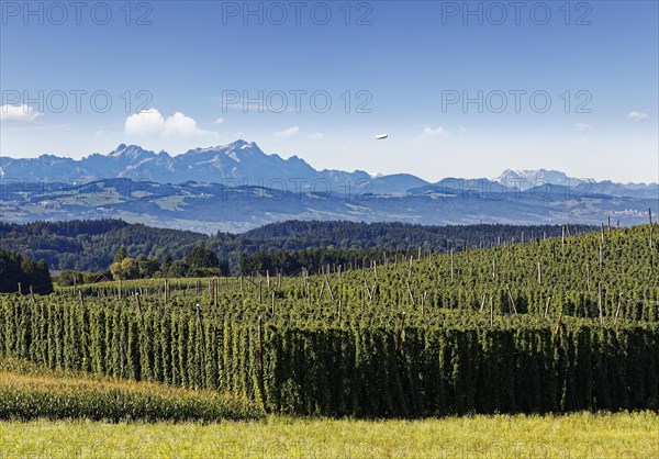 Hop field