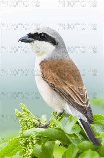 Red-backed shrike